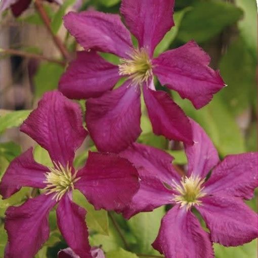 Clematis 'Södertälje' (Vt)