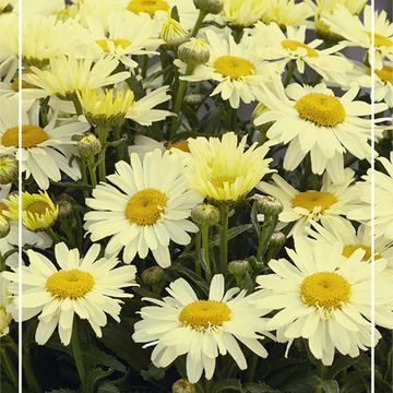 Leucanthemum OOH LA LACRÈME