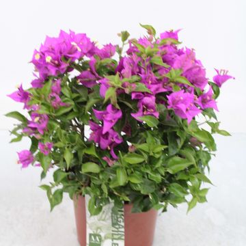 Bougainvillea 'Alexandra'