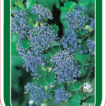 Ceanothus 'Emily Brown'