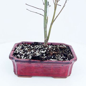 Acer palmatum 'Atropurpureum'