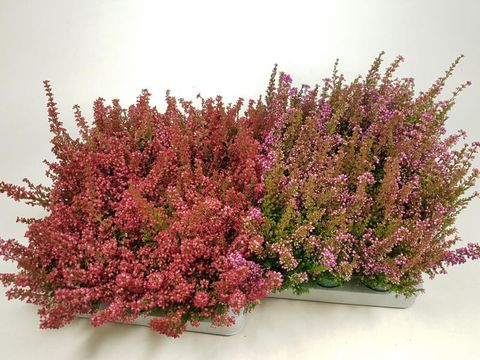 Erica gracilis BEAUTY QUEEN MIX