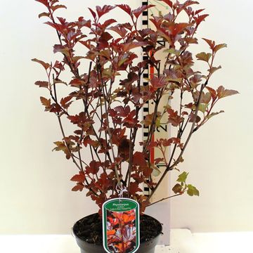 Physocarpus opulifolius LADY IN RED