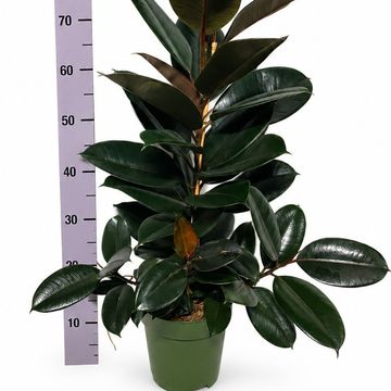 Ficus elastica 'Abidjan'