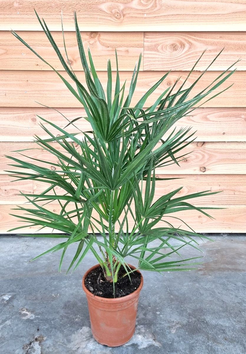 chamaerops-humilis-pflanzengro-handel-floraccess