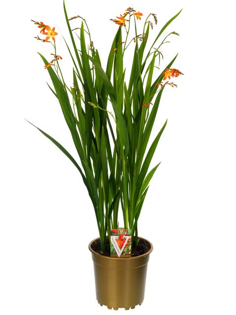 Crocosmia 'Carmine Brilliant'