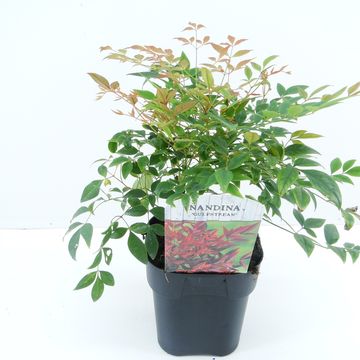 Nandina domestica 'Gulf Stream'