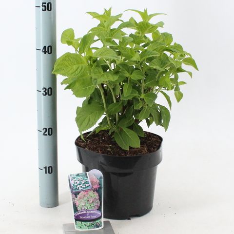 Hydrangea macrophylla 'Bouquet Rose'