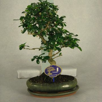 Bonsai MIX