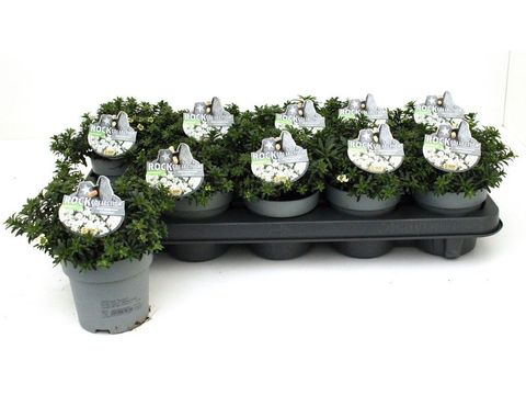 Iberis sempervirens