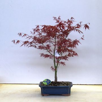 Acer palmatum 'Atropurpureum'