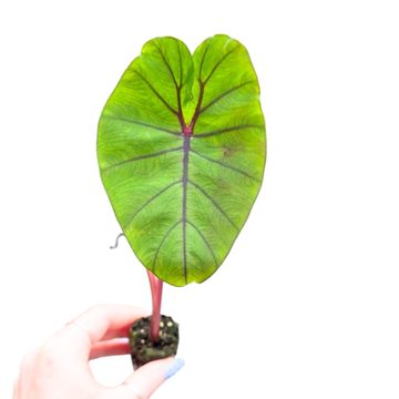 Colocasia esculenta 'Redemption Yellow'