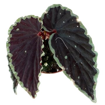 Begonia darthvaderiana 'Green Spots'
