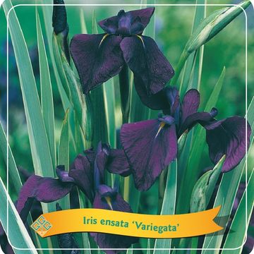 Iris ensata MIX