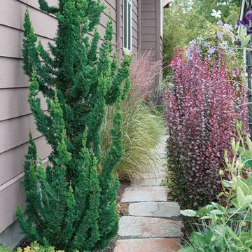 Chamaecyparis lawsoniana 'Wissel's Saguaro'