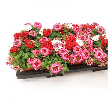 Verbena MIX IN POT