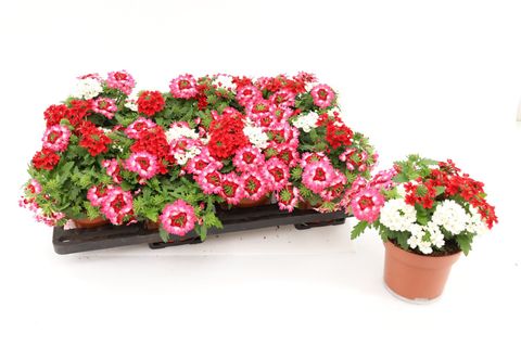 Verbena MIX IN POT