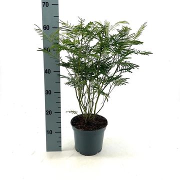 Acacia dealbata