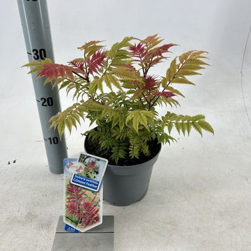 Sorbaria sorbifolia 'Crimson Feathers'