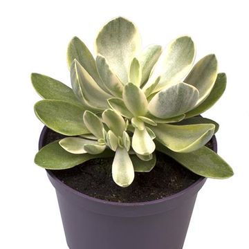 Crassula 'Moneymaker Jade Magic'