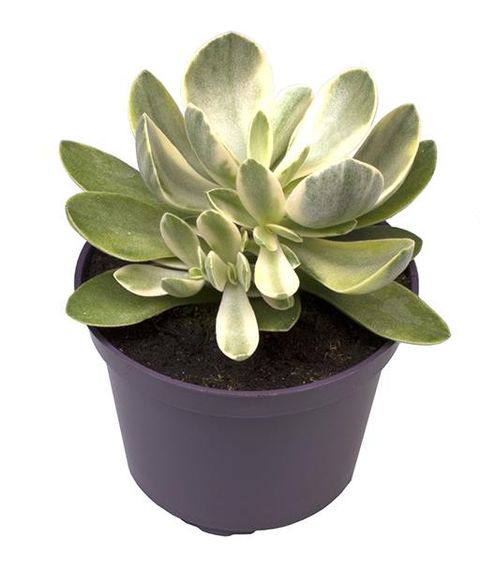 Crassula 'Moneymaker Jade Magic'