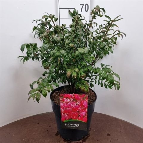 Euonymus alatus 'Compactus'