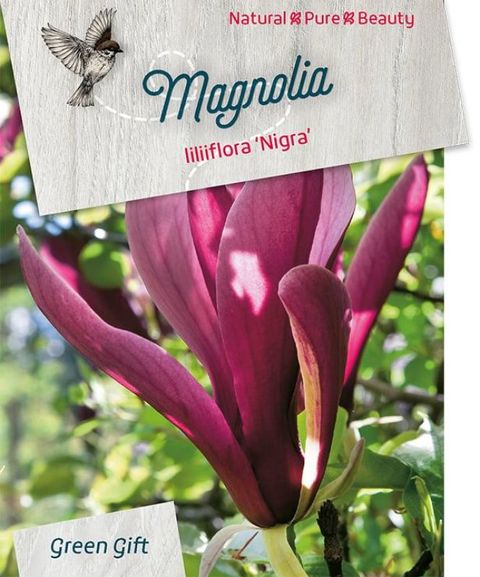 Magnolia liliiflora 'Nigra'