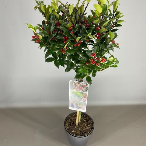 Ilex X Meserveae 'Blue Maid' — Рослини оптом FlorAccess