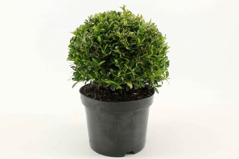 Ilex crenata 'Stokes'