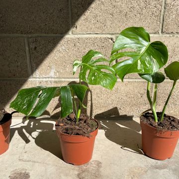 Monstera deliciosa 'Variegata'