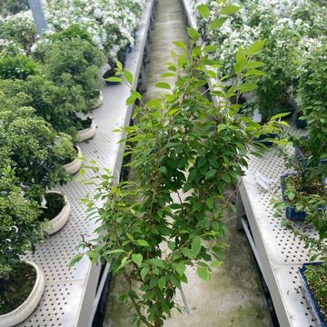 Prunus incisa 'Kojou-no-mai'