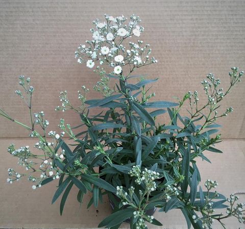 Gypsophila 'White Festival'