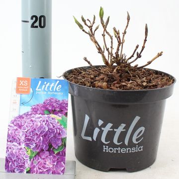 Гидрангея крупнолистная 'Little Purple'