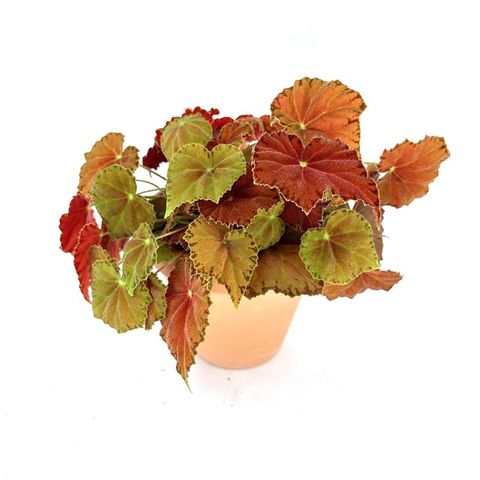 Begonia BELEAF AMBER LOVE