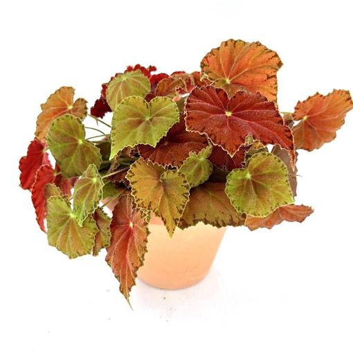 Begonia BELEAF AMBER LOVE