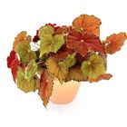 Begonia BELEAF AMBER LOVE