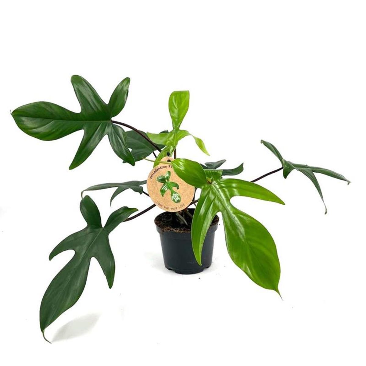 Philodendron Florida Green – Pianta D'appartamento Rara, Foglie Lobate, Facile Da Coltivare