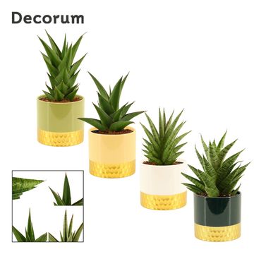 Sansevieria CROWN MIX