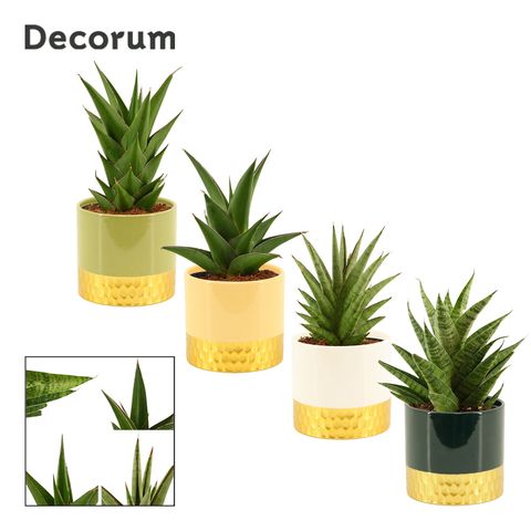 Sansevieria CROWN MIX