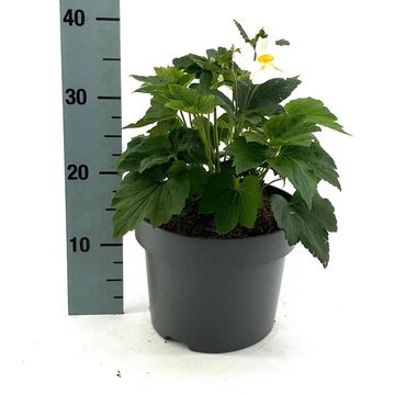 Anemone x hybrida 'Honorine Jobert'