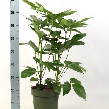 Schefflera actinophylla 'Amate'