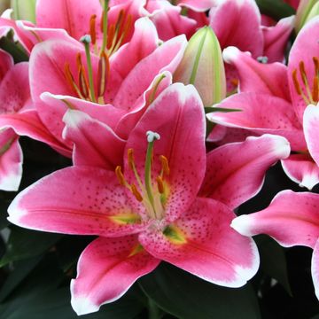 Lilium LILY LOOKS MIX