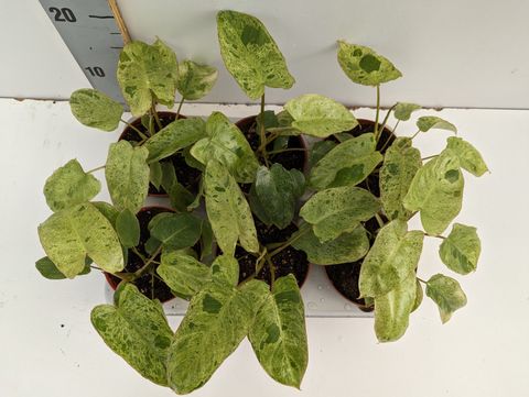 Philodendron 'Paraiso Verde'