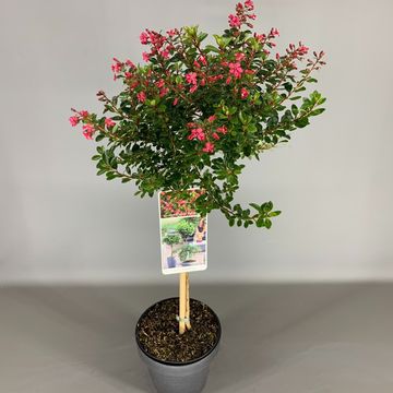 Escallonia 'Red Dream'