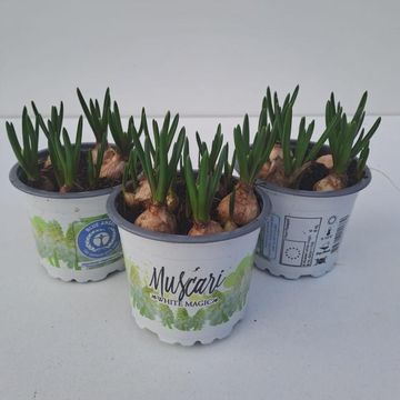 Muscari 'White Magic'