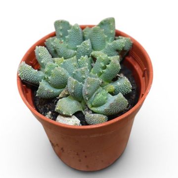 Aloinopsis luckhoffii