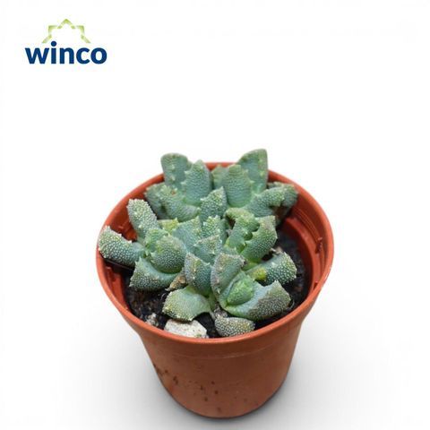 Aloinopsis luckhoffii