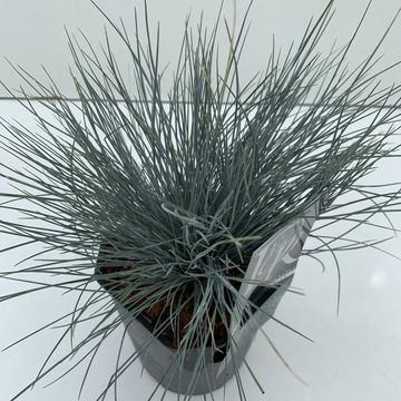 Festuca glauca 'Elijah Blue'