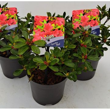 Rhododendron GEISHA RED (AJ)