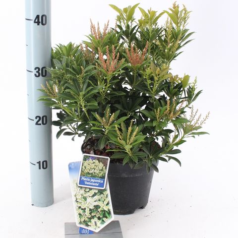 Pieris japonica 'Debutante'